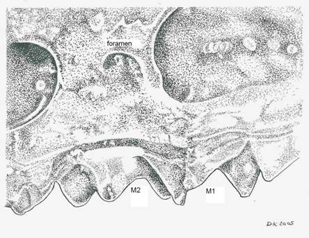 Caractéristiques distinctives du crâne du S. gaspensis(semblable à celui du S. dispar) comparativement aux autres Otisorex, notamment la position du foramen infraorbitaire relativement à la M1 et à la M2, et le rostre (d’une photographie dans Lupien, 2001)