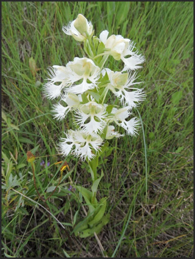 Western Prairie Fringed Orchid