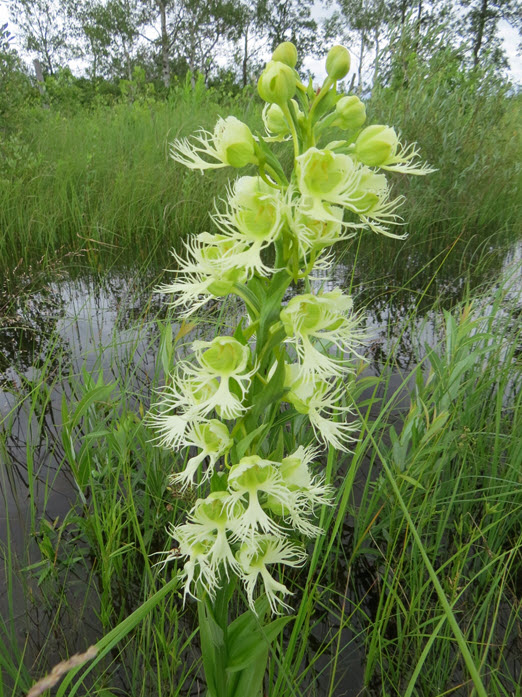 Western Prairie Fringed Orchid