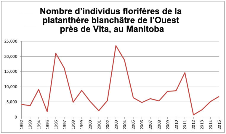 Nombre  d’individus florifères de la platanthère blanchâtre de l’Ouest dans la région à  proximité de Vita, au Manitoba