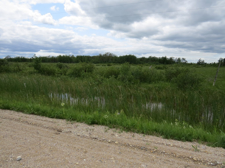 Western Prairie Fringed Orchid growing at the edge of a road.