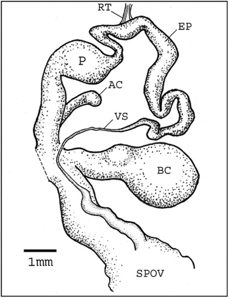 Distal genitalia of Hemphillia dromedarius from Vancouver Island