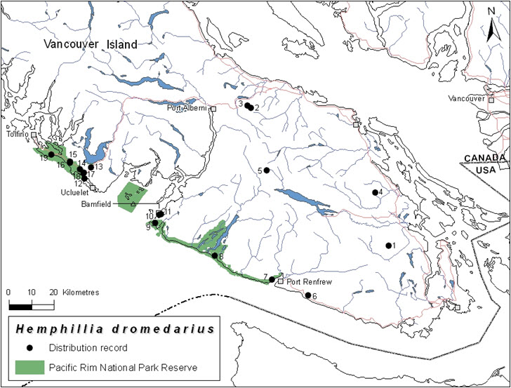 Canadian distribution of Hemphillia dromedarius on Vancouver Island, BC.