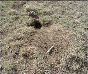 Figure 2. Typical Burrowing Owl nest burrow