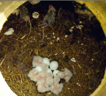 Figure 3. Inside the nest chamber of a typical Burrowing Owl nest (top view).