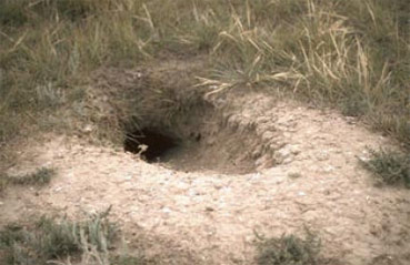 Figure 4. Typical Burrowing Owl roost burrow