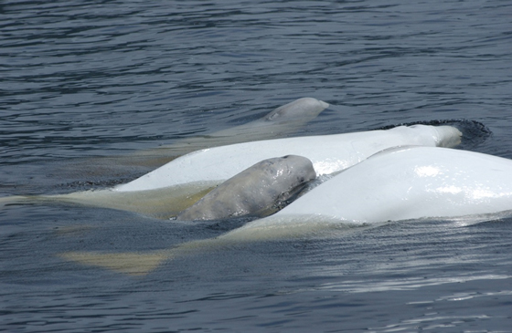 Beluga whale (Delphinapterus leucas) St. Lawrence estuary: COSEWIC  assessment and status report 2014 
