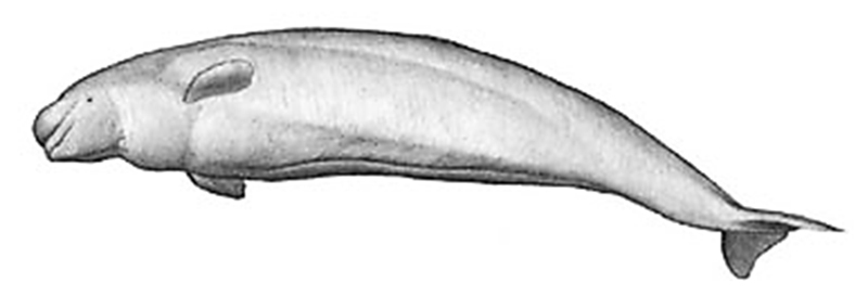 béluga (Delphinapterus leucas)