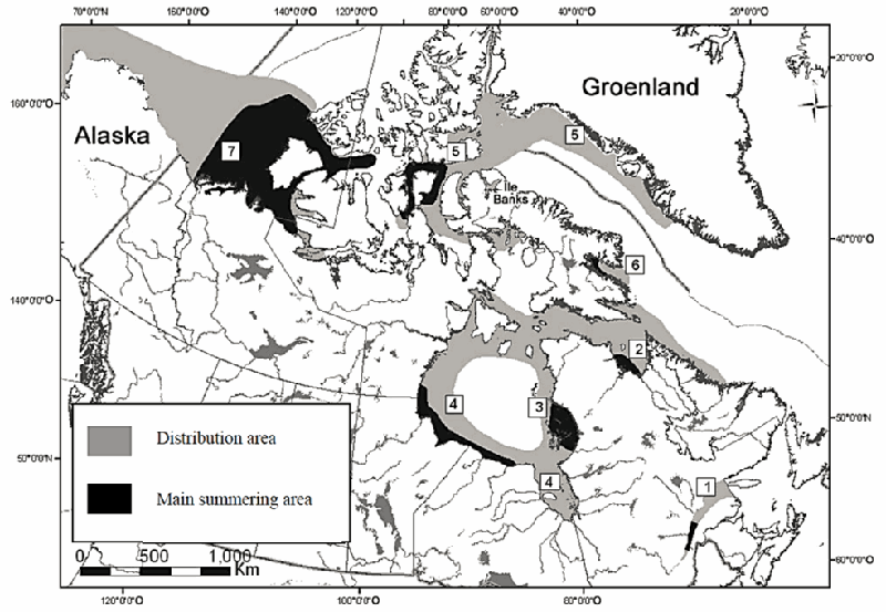 Location of the Canadian Beluga populations