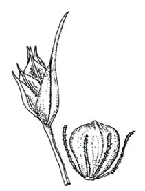 scirpe timide (Trichophorum planifolium)