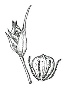 Bashful Bulrush (Trichophorum planifolium)