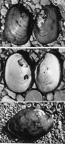 Figure 1. Lampsilis cariosa from BlackettsLake, Station 8, 25 August 1999.