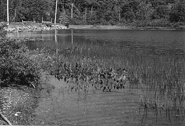 Figure 8. Sydney River, below the outlet of Blacketts Lake, 21 June 1999. The stone causeway, bridge and shallows with emergent vegetation can be seen.