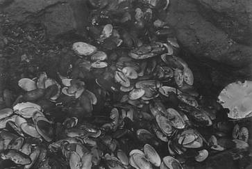 Figure 9. Tas de déchets de rat musqué à la rivière Sydney, à côté de la levée empierrée de la route, 20 juin 1999. Les rats musqués vivent entre les pierres et se nourrissent des moules des eaux peu profondes avoisinantes.