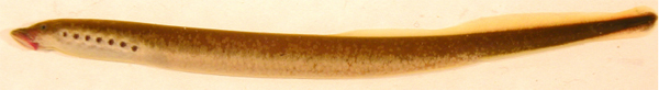 northern brook lamprey (Ichthyomyzon fossor)