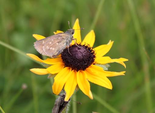 Photo of an adult Dakota Skipper, Hesperia dacotae, nectaring on a Black-eyed Susan (Rudbeckia serotina) flower.