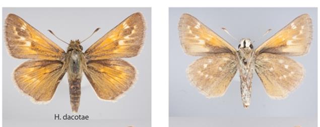 Map of the present global range of Dakota Skipper 