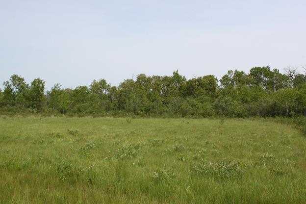 Photo of Dakota Skipper habitat 