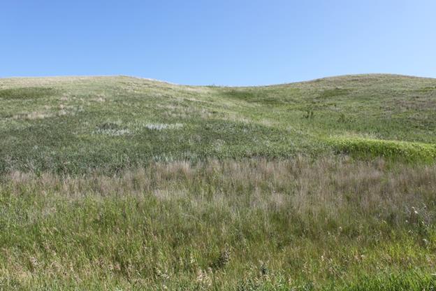 North view of Dakota Skipper 