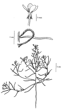 l’Onagre à fruits tordus