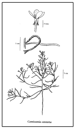 Figure 1. Le Camissonia contorta; fleur, fruit et apparence générale de la plante (illustration&nbsp;: Jeanne R. Janish, avec l’autorisation de University of Washington Press).