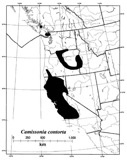 Figure 2. Global range of Camissonia contorta.