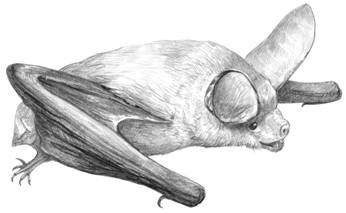 chauve-souris blonde