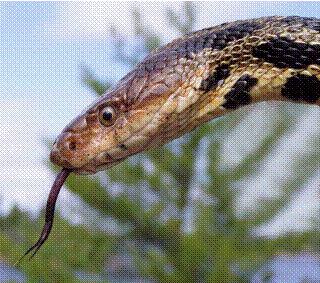 Eastern Foxsnake (Elaphe gloydy)