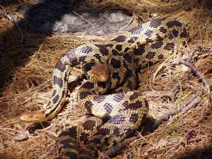 Figure 8. A pair of copulating foxsnakes on a bed of pine needles on the coast of Georgian Bay. Photo by C.&nbsp;MacKinnon.