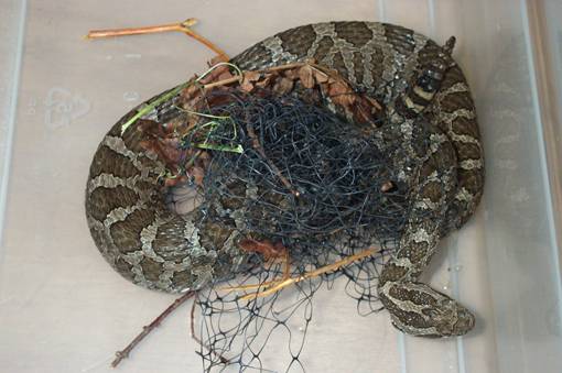 Figure 12. Massasauga (crotale) empêtré dans un filet de jardinage dans la région de Parry Sound. Photo : J. Rouse