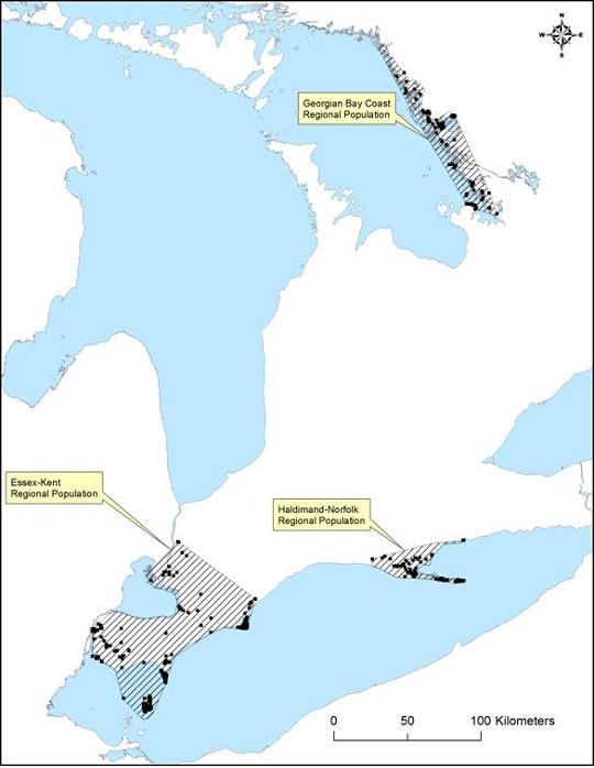 Figure 2. Eastern Foxsnake (Elaphe gloydi) distribution in Ontario, Canada