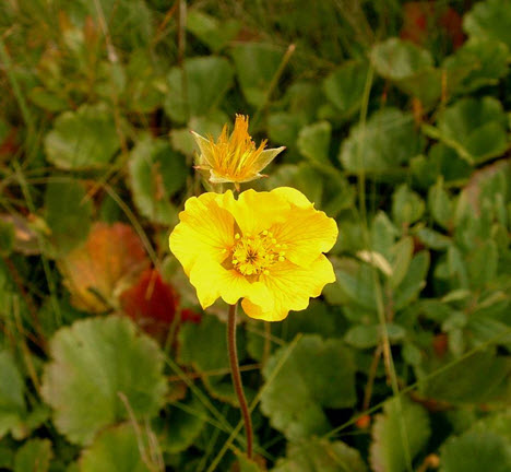 Eastern Mountain Avens
