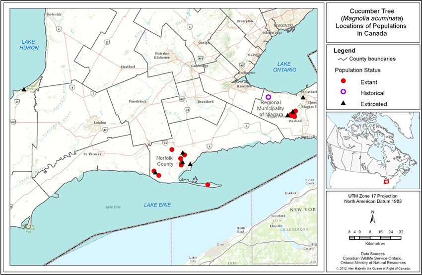 Figure 2 is a map that shows the location of extant, historical and extirpated populations of Cucumber Tree in southern Ontario. See detailed description below