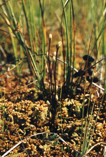 Figure 1. &nbsp;Bartonia paniculata ssp. paniculata nestled in sphagnum moss at Site 3.