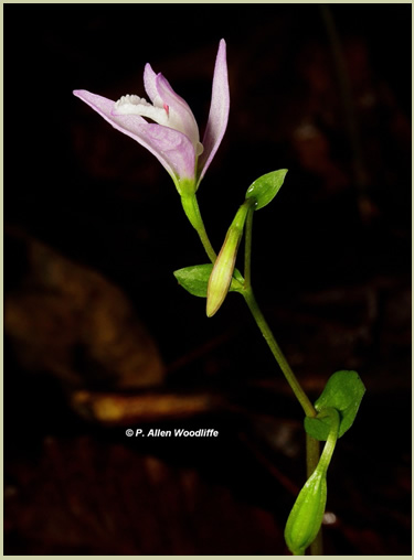 Photo of Nodding Pogonia