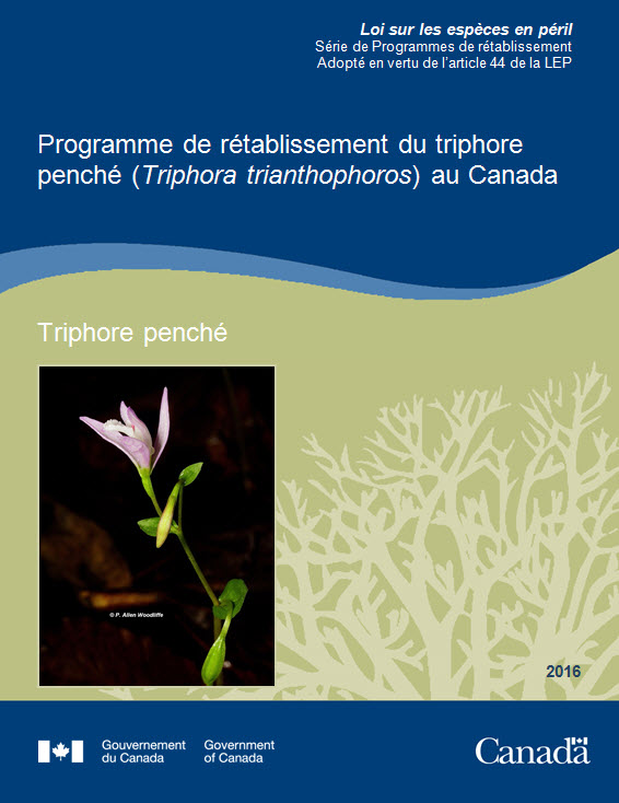 Triphore penché