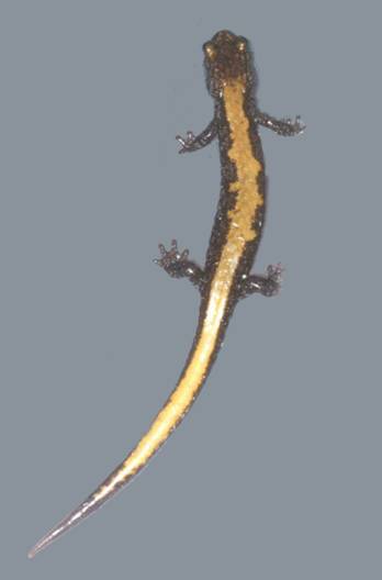 Figure 1. Adult Plethodon idahoensis