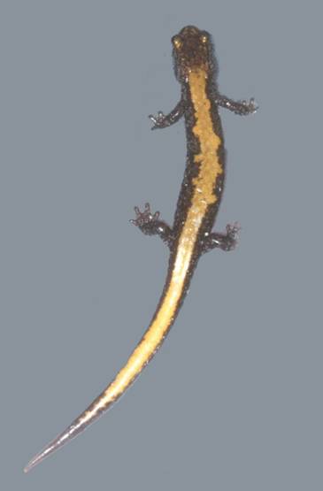 Figure 1. Plethodon idahoensis adulte.