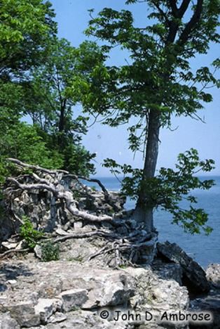 Blue Ash