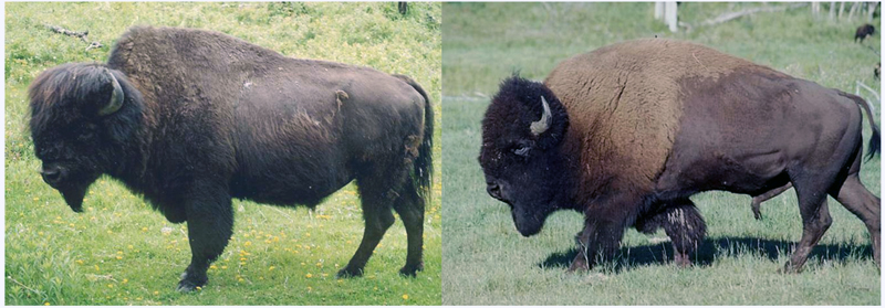 Bison des prairies Bison bison bison et le Bison des bois