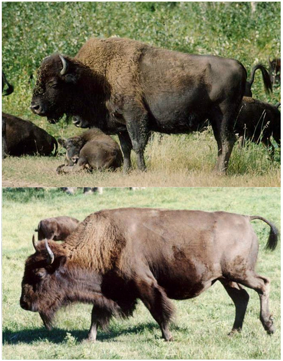 Bison des bois et Bison des prairies