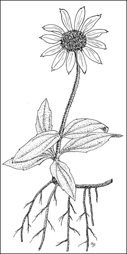 Morphologie de l’Arnica griscomii ssp. griscomii.