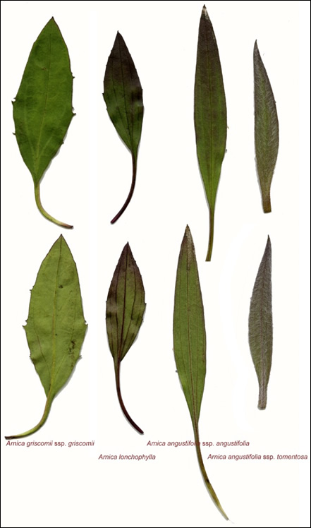 Comparaison des feuilles de l’arnica de Griscom (Arnica griscomii ssp. griscomii)