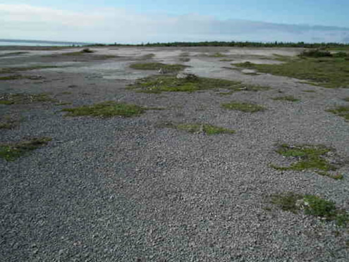 Habitat typique de l'arnica de Griscom à l'île St.