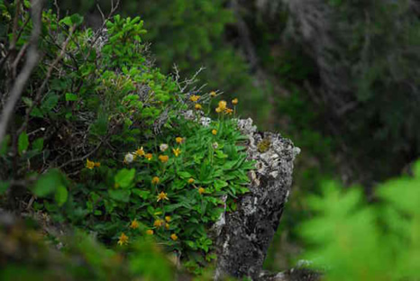 Habitat typique de l'arnica de Griscom au mont Saint-Alban, au Québec