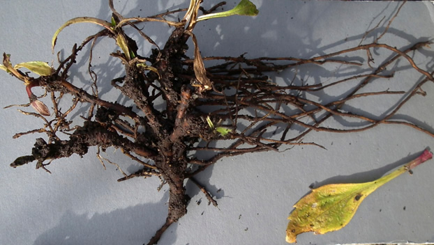 Roots of six-year old Griscom's Arnica plant grown in garden conditions