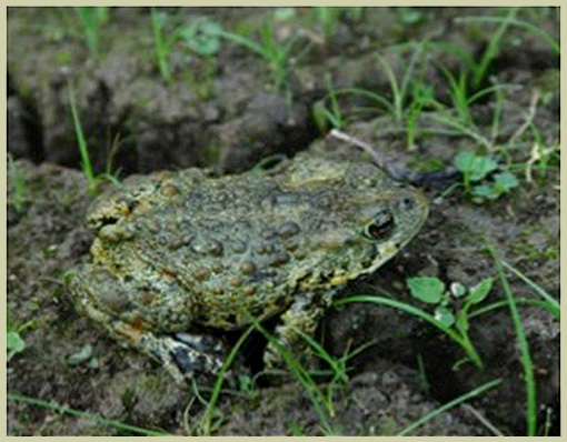 Photo of Western Toad