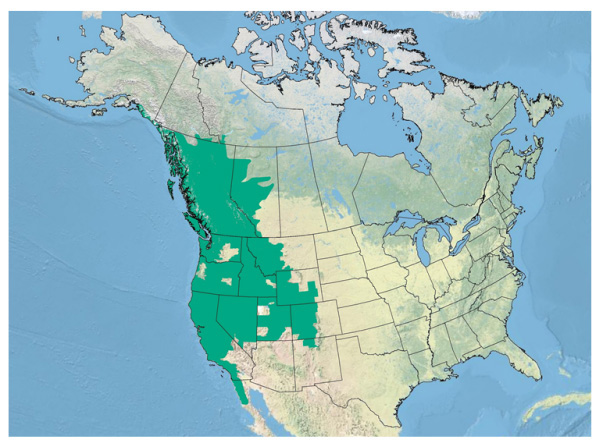 Figure 2 shows a map of global distribution of the Western Toad