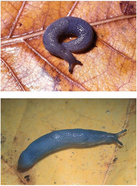 The Blue-grey Taildropper slug, Prophysaon coeruleum, from Vancouver Island.