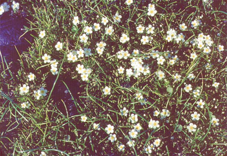 Figure 4. Fragrant popcornflower on Hornby Island, B.C. in 1968. Note density of patch.